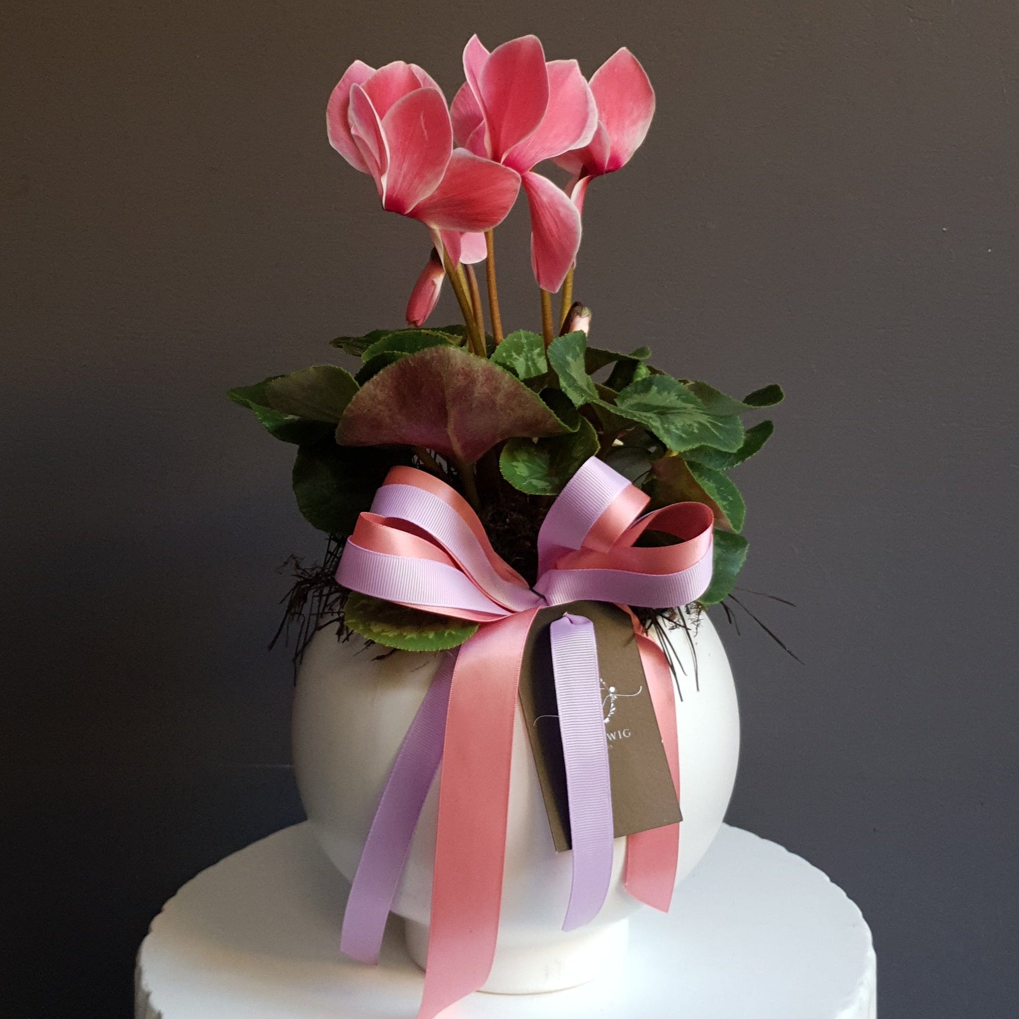 Cyclamen Pot - Ivy&TwigFlorist