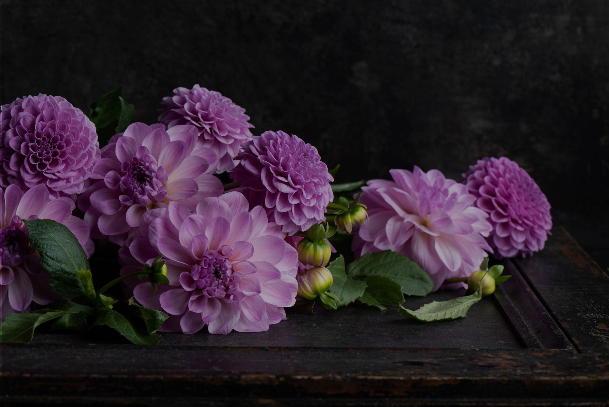 The Beauty of Fresh Flowers with Ivy & Twig Flowers – Your Trusted Florist in Macleod