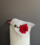 Single Stem Red Rose - Ivy&TwigFlorist